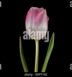 Un solitario fiore di tulipani rosa e bianco, fotografato su un semplice sfondo nero Foto Stock