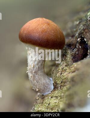 Piccoli funghi da 5 mm che crescono sul ramo dell'albero. Tipperary, Irlanda Foto Stock