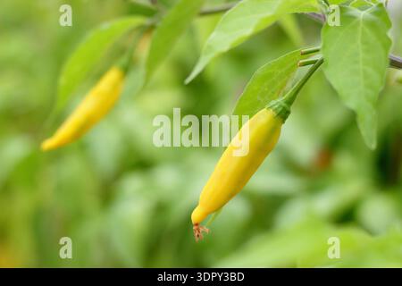 Goccia di limone di Chilli. Peperoncino giallo. Impianto di chilli. Peperoncino peruviano culinario a maturazione sulla pianta. Caldo, sapore di limone. Aji Limon. Foto Stock