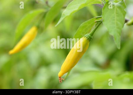 Goccia di limone di Chilli. Peperoncino giallo. Impianto di chilli. Peperoncino peruviano culinario a maturazione sulla pianta. Caldo, sapore di limone. Aji Limon. Foto Stock