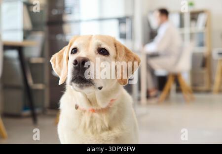 Giallo Labrador presso clinica veterinaria con medico in background, PET Health Checkup Foto Stock