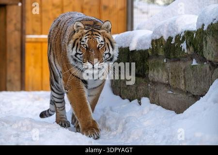 Ritratto ravvicinato di un maestoso tigre selvatico, Panthera tigris, con strisce arancioni e nere. Foto Stock