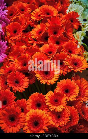 Gerbali rossi, disposti in modo lucido - foto che mostra i ricchi petali, la consistenza e il contrasto con sfumature di rosa, arancione e rosso. Foto Stock