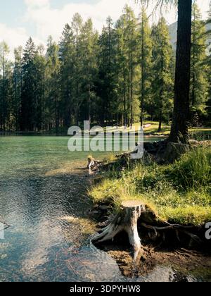 Dolomiti, Italia - 9 luglio 2025: Lago turchese limpido in una pineta soleggiata. Tranquillo paesaggio montano con riflessi e radici di alberi visibili a t Foto Stock