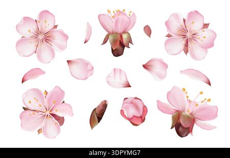 Set di fiori Sakura Blossom Illustrazione Vettoriale