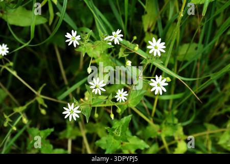 Myosoton aquaticum, pianta con piccolo fiore bianco conosciuto come acqua ceci o giganti ceci su sfondo verde sfocato. Foto Stock