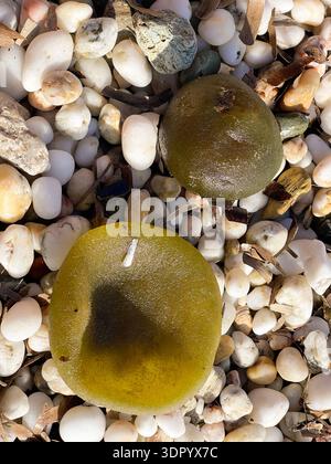 La materia marina organica è stata lavata a terra dopo una tempesta sulla costa mediterranea in Grecia. Detriti marini naturali, pietre e conchiglie, ecologia costiera e seasi crudi Foto Stock