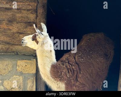 Lama in piedi vicino ad un rustico muro di legno. Agricoltura, addomesticamento e rapporto umano con gli animali in ambienti rurali e controllati. Foto Stock