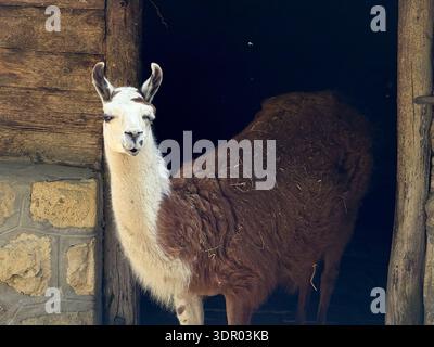 Lama in piedi vicino ad un rustico muro di legno. Agricoltura, addomesticamento e rapporto umano con gli animali in ambienti rurali e controllati. Foto Stock