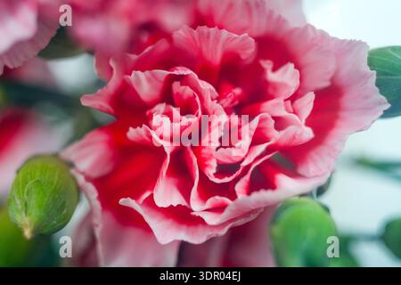 Primo piano di un vivace garofano variegato rosa e rosso con petali arricciati, gemme verdi e uno sfondo morbido e sfocato Foto Stock