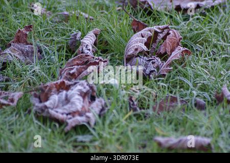 Foglie autunnali ghiacciate cadute sull'erba Foto Stock