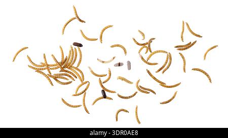 Vermi commestibili essiccati e coleottero che volano isolati su sfondo bianco. Larve di Tenebrio molitor come ingredienti proteici del cibo. Infestazione. Foto Stock