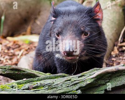 Notevole e carismatico Diavolo della Tasmania in una straordinaria bellezza. Foto Stock