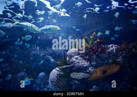Colorata barriera corallina con pesci tropicali sott'acqua Foto Stock