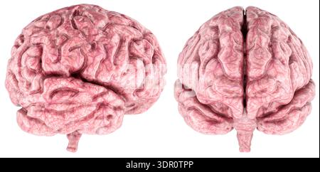 Anatomia del cervello umano con vasi sanguigni, vista frontale e laterale. Rendering 3D isolato su sfondo bianco Foto Stock