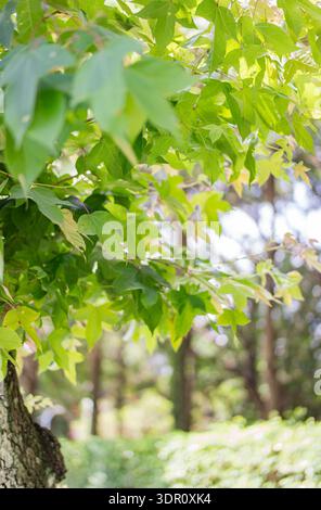 La luce del sole filtra delicatamente tra le foglie di acero verde. Foto Stock