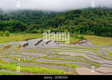 Terrazze di riso sull'isola di Flores, Indonesia, risaie allagate per la coltivazione di Oryza sativa, agricoltura tropicale tradizionale, sistema di irrigazione, la rurale Foto Stock