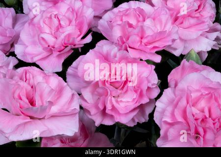 Intimo primo piano rosa con garofano che cattura l'atmosfera romantica di san valentino, petali morbidi con volant, calde tonalità rosa e un'atmosfera tenera per campagne d'amore Foto Stock