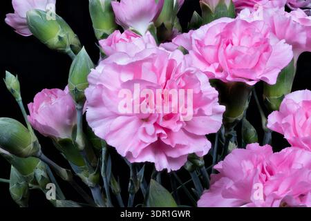 Primo piano dello studio che mostra fiori di garofano rosa, petali vellutati, gemme strette, sfondo scuro, illuminazione direzionale soffusa, dettagli elevati per il marchio fioraio a. Foto Stock