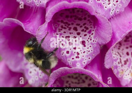 Buff tailed bumblebee (Bombus terrestris) insetto di api adulti che riposa su un fiore viola di foxglove in estate, Suffolk, Inghilterra, Regno Unito Foto Stock