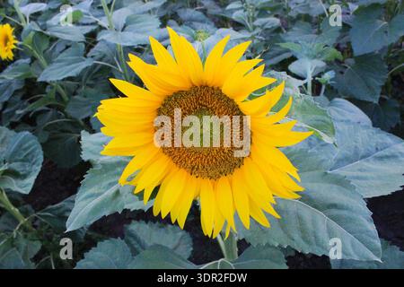 Vista ad alto angolo di un singolo girasole giallo vibrante con grandi foglie verdi in un lussureggiante campo estivo, catturato durante il giorno. Foto Stock