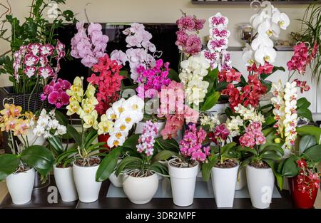 Lussureggiante fioritura multicolore di diverse varietà di splendide orchidee phalaenopsis. Interni e fiori da giardino Foto Stock