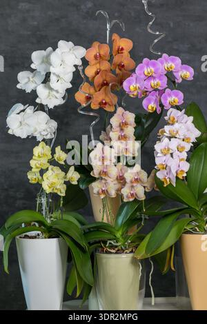 Lussureggiante fioritura multicolore di diverse varietà di splendide orchidee. Fiori di casa e di giardino Foto Stock