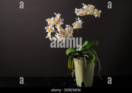 Raro bianco con macchie gialle arancioni che fioriscono piccola orchidea pelorica phalaenopsis in pentola su tavolo di marmo su sfondo grigio scuro sfocato. Fiori casalinghi. Foto Stock