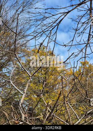 rami di alberi nella foresta. La foto mostra un fitto groviglio di rami senza foglie di alberi e arbusti. atmosfera autunnale. immagine autunnale Foto Stock