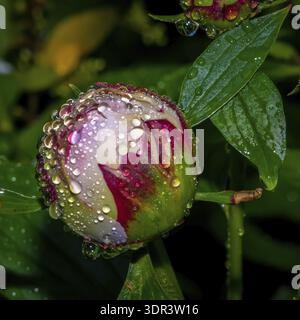 Foto ravvicinata di un fiore di peonia chiuso con gocce di pioggia Foto Stock