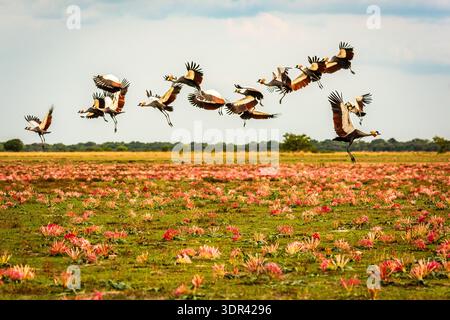 Gru coronate grigie durante una migrazione nella savana africana. Sono in pausa per la migrazione. I fiori rosa nelle praterie sono in piena fioritura. Foto Stock