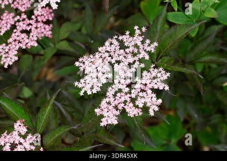 Schwarzer Holunder "Black Beauty", Rotblättriger Holunder, Zuchtform, Duftholunder, Holundersorte, Sambucus nigra Black Beauty, Zierstrauch, Black Be Foto Stock