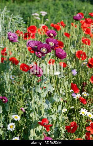 Mohn, Klatschmohn, Klatsch-Mohn, Schlafmohn, Schlaf-Mohn, Unser Naturgarten in Hammer, Mitte Juni, Garten, Beete, barbabietole, insektenfreundlicher Garten, V Foto Stock