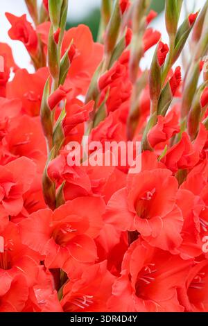 Magma gladiolus, gladioli Magma, rosso scuro varietà di un grande gladiolus fiorito Foto Stock