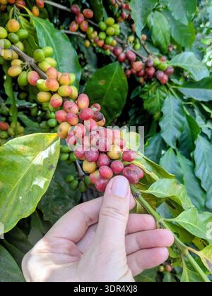 tenere a mano i chicchi di caffè sulla pianta Foto Stock