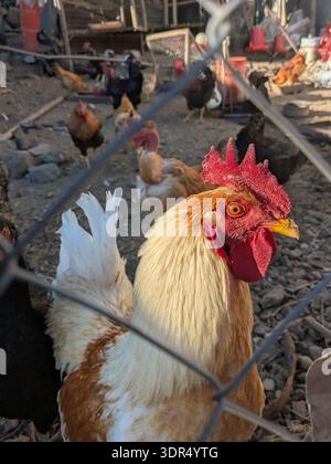 Gallo dietro la recinzione metallica con galline in coop Foto Stock