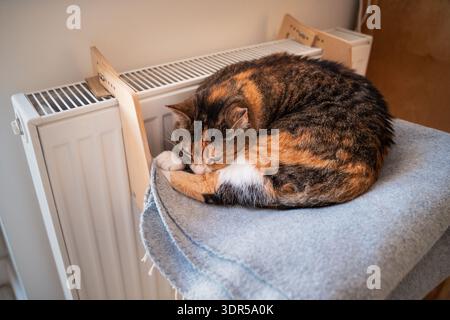 Gatto calico che si crogiola vicino al radiatore caldo su un comodo ripiano accogliente, gattino durante la stagione di riscaldamento in inverno Foto Stock