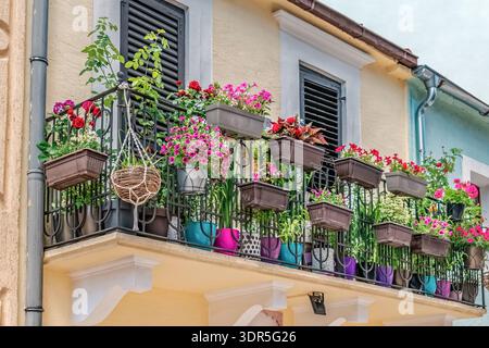 Incantevole balcone decorato con molte petunie e rose in fiore in vasi appesi. Architettura tradizionale europea con persiane nere Foto Stock
