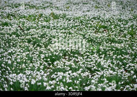 Fiori invernali bianchi di comuni gocce di neve, galanthus nivalis, nel giardino boschivo del Regno Unito a febbraio Foto Stock