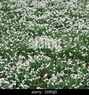 Fiori invernali bianchi di comuni gocce di neve, galanthus nivalis, nel giardino boschivo del Regno Unito a febbraio Foto Stock