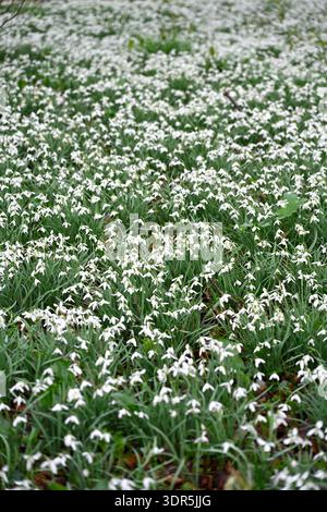 Fiori invernali bianchi di comuni gocce di neve, galanthus nivalis, nel giardino boschivo del Regno Unito a febbraio Foto Stock