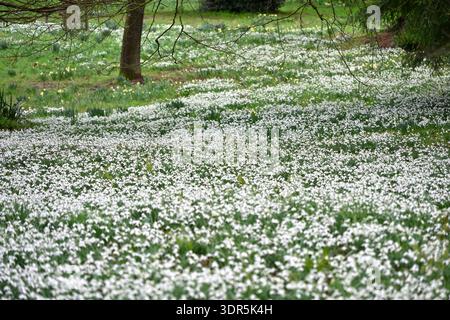 Una striscia di fiori invernali bianchi di comuni gocce di neve, galanthus nivalis, sotto gli alberi nel giardino boschivo del Regno Unito a febbraio Foto Stock