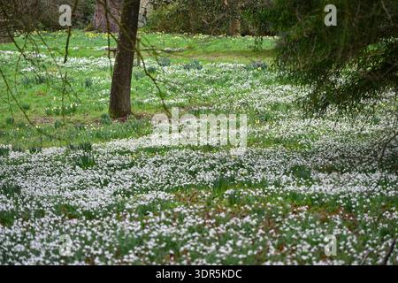 Una striscia di fiori invernali bianchi di comuni gocce di neve, galanthus nivalis, sotto gli alberi nel giardino boschivo del Regno Unito a febbraio Foto Stock