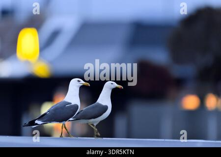 Un paio di uccelli minori di gabbiano (Larus fuscus) in un parco commerciale al crepuscolo, alla ricerca di scarti di rifiuti di cibo, Edimburgo, Scozia, maggio Foto Stock
