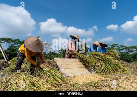 Ubud, Bali, Indonesia - 23 agosto 2025: Agricoltori che trebbiano il riso in modo tradizionale. La trebbiatura del riso è il processo di separazione del riso commestibile gr Foto Stock