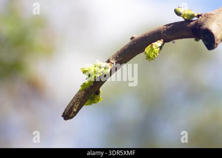 Ramo di gelso piangente che trasporta foglie appena aperte. Illustra il rilancio stagionale, la convivenza naturale e la consapevolezza ambientale sostenibile. Foto Stock