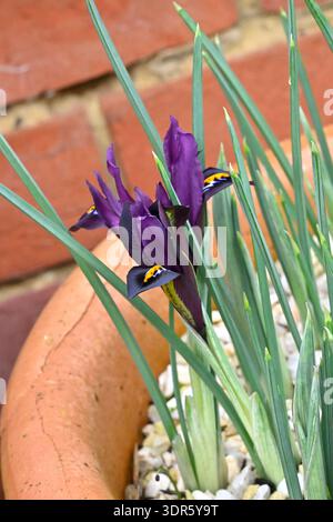 Fiore invernale viola di Iris histrioides o reticulata "George" che cresce in vaso nel Regno Unito a febbraio Foto Stock