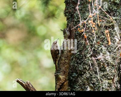 Certhia familiaris on Silver Birch Betula pendula Abernethy Forest National Nature Reserve, Highland Region, Scozia, Regno Unito, 2 giugno Foto Stock