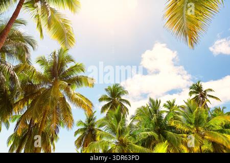 Splendido sfondo tropicale naturale con palme su un cielo blu con nuvole. Vacanze estive, concetto di viaggio Foto Stock
