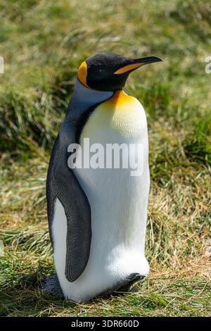Ritratto ravvicinato di un pinguino Re (Aptenodytes patagonicus), Isole Falkland (Islas Malvinas) Foto Stock